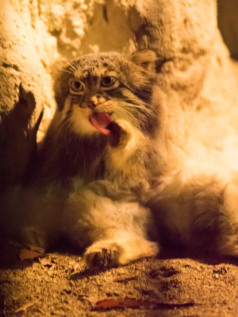 A photograph of Figa in Nogeyama Zoo