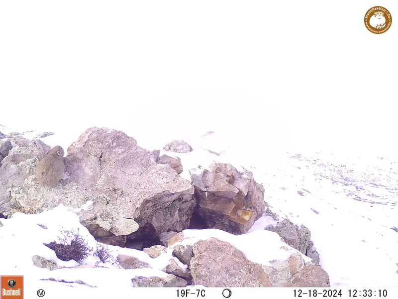A photograph of Pika from Besshoky 1 camera trap