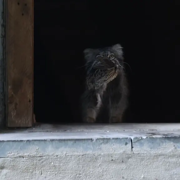 A photograph of a Pallas's cat in Moscow zoo