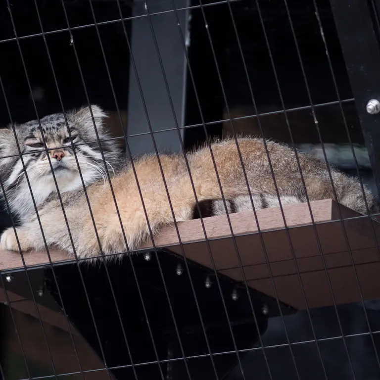 A photograph of Grusha in Asahiyama Zoo