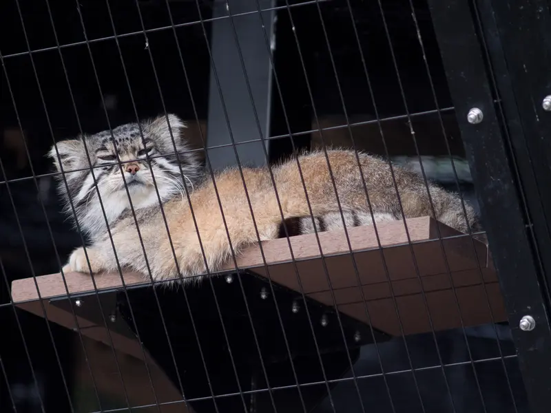 A photograph of Grusha in Asahiyama Zoo