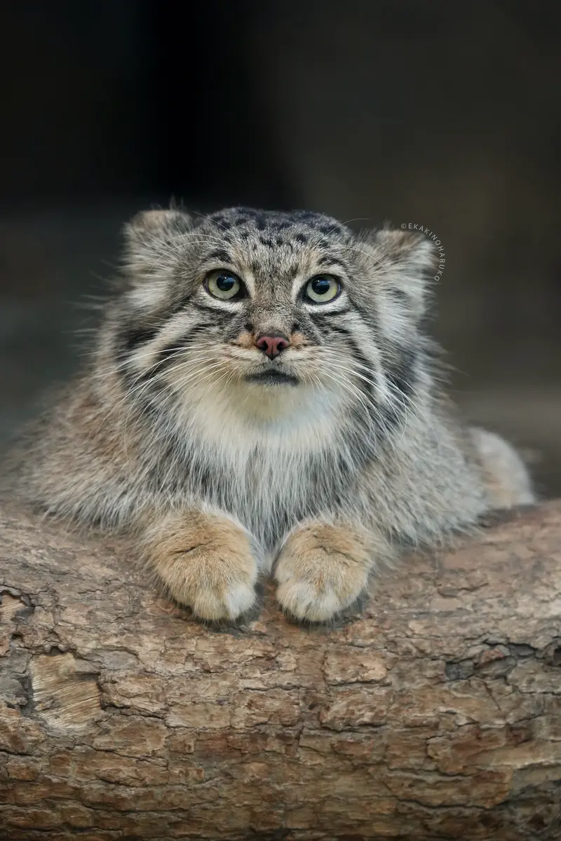 A photograph of Az in Kobe Animal Kingdom