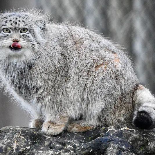 A photograph of Namuu in Port Lympne Wild Animal Park