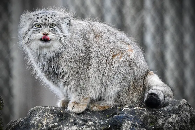 A photograph of Namuu in Port Lympne Wild Animal Park