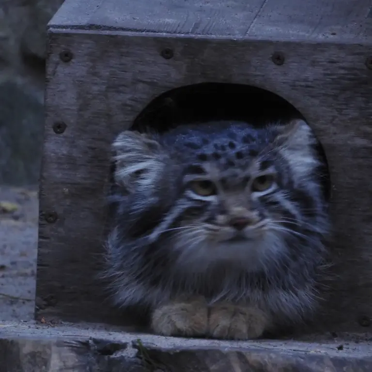 A photograph of Mensu in Novosibirsk Zoo