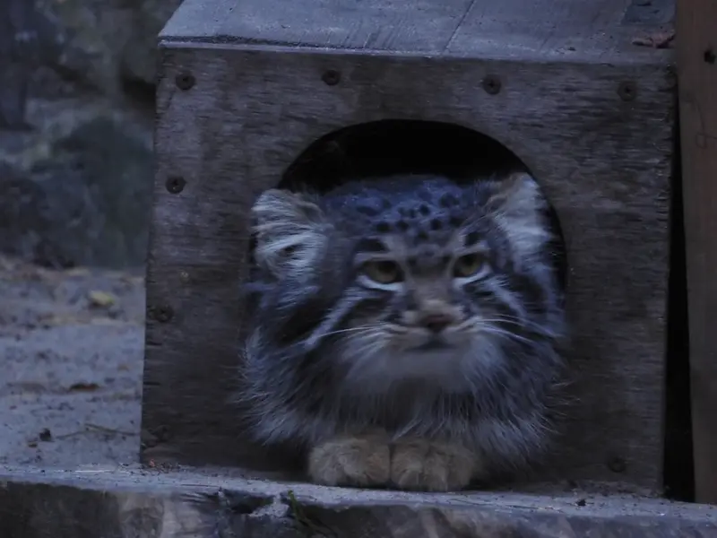 A photograph of Mensu in Novosibirsk Zoo