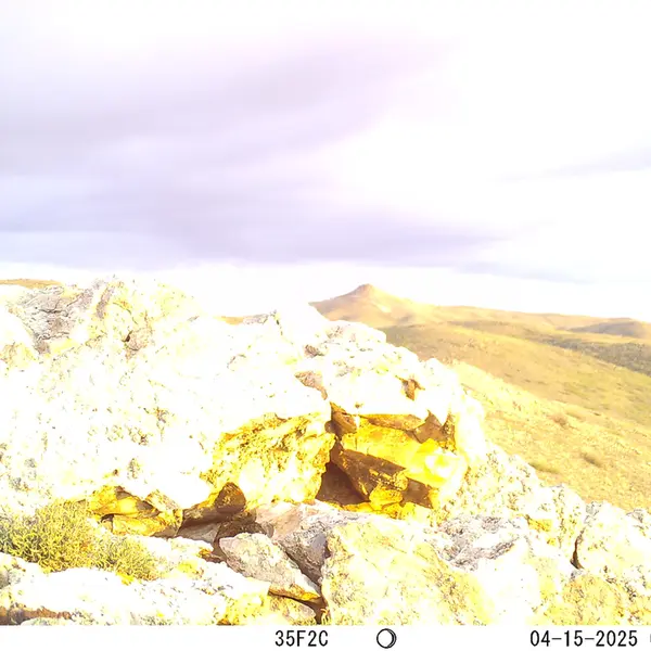 A photograph of Otocolobus manul manul from Besshoky 1 camera trap