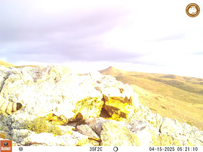 A photograph of Otocolobus manul manul from Besshoky 1 camera trap