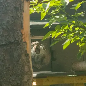 A photograph of Duchess in Edinburgh Zoo