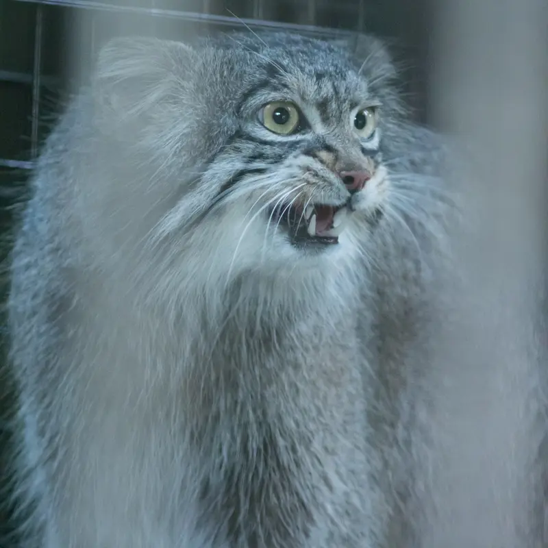 A photograph of Figa in Nogeyama Zoo