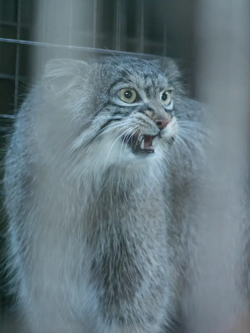 A photograph of Figa in Nogeyama Zoo