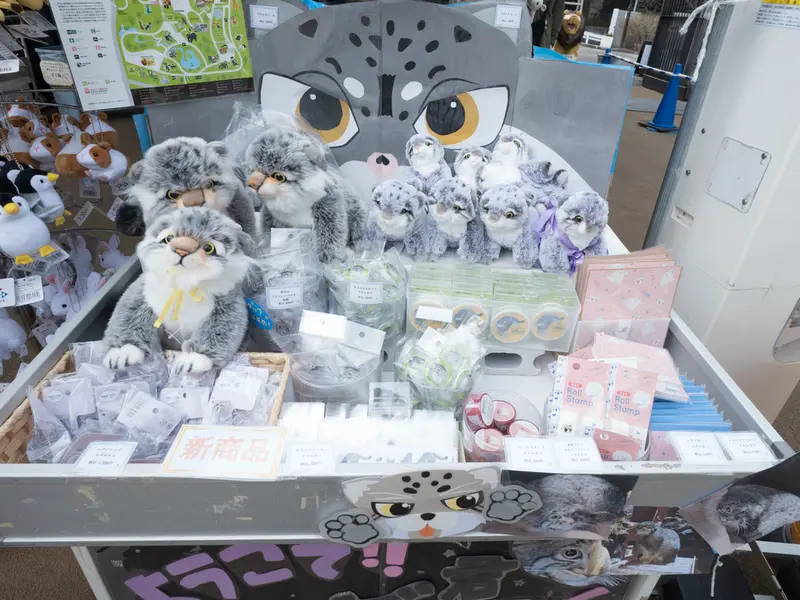 A photograph of a Pallas's cat in Nogeyama Zoo