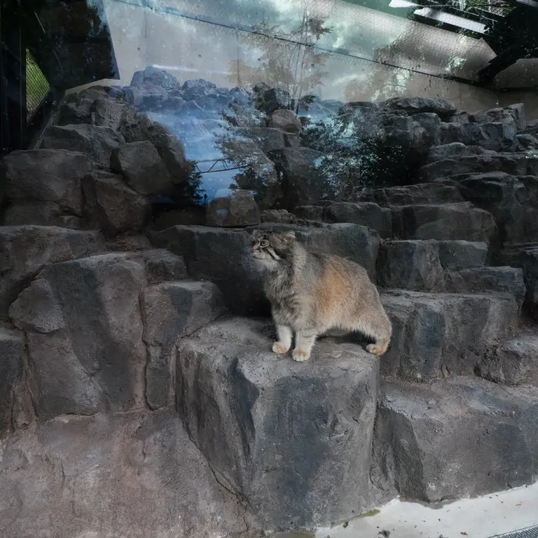 A photograph of Grusha in Asahiyama Zoo