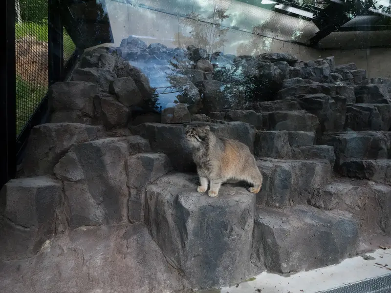 A photograph of Grusha in Asahiyama Zoo