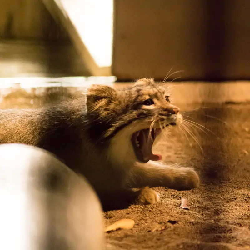 A photograph of Figa in Nogeyama Zoo