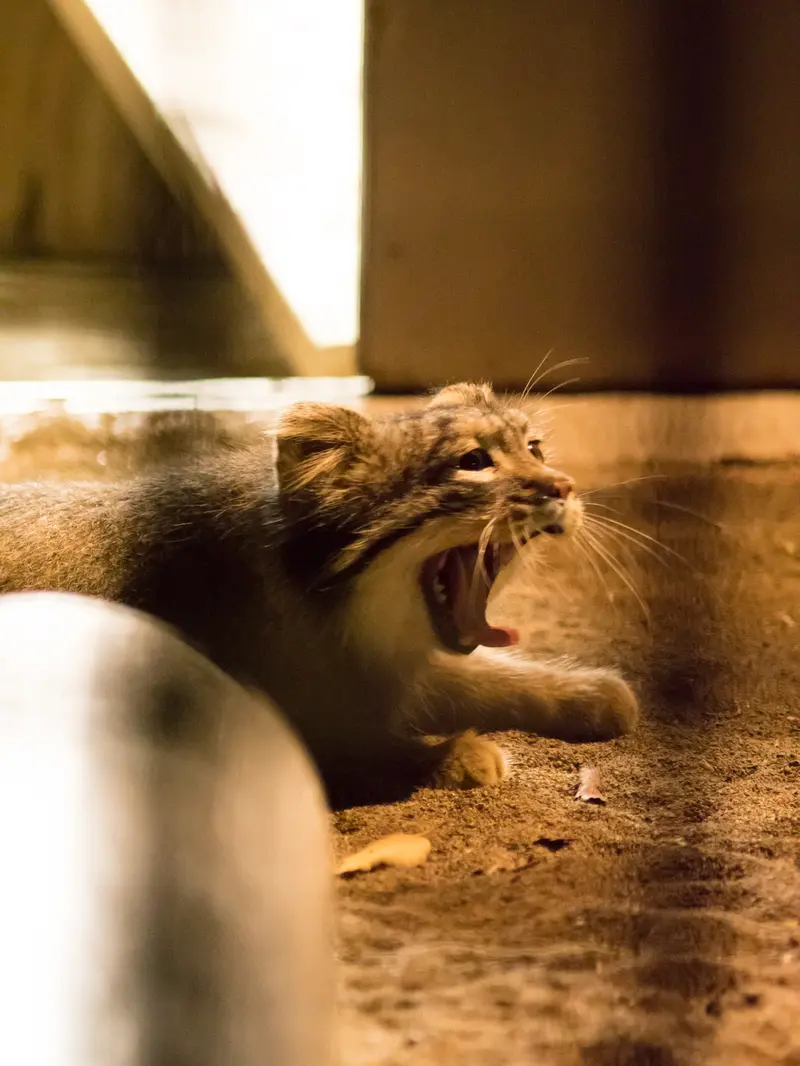 A photograph of Figa in Nogeyama Zoo