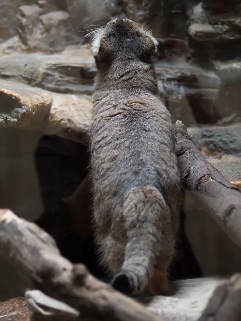A photograph of Primula in Ueno Zoological Gardens