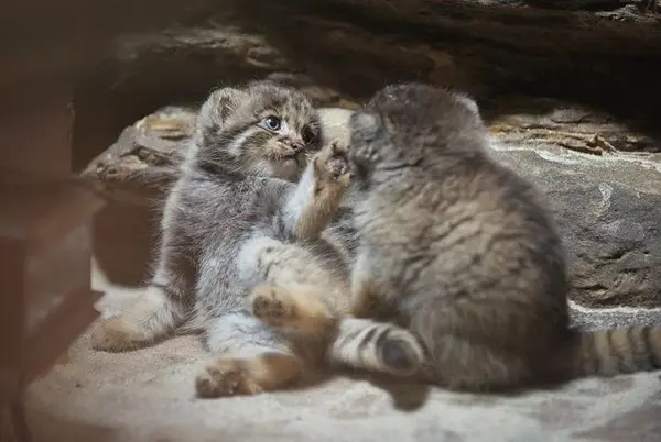 A photograph of a Pallas's cat in Ueno Zoological Gardens