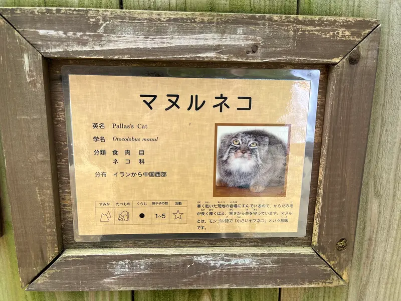 A photograph of a Pallas's cat in Saitama Children's Zoo