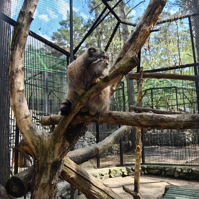 A photograph of Grey in Novosibirsk Zoo