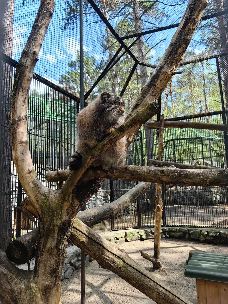 A photograph of Grey in Novosibirsk Zoo