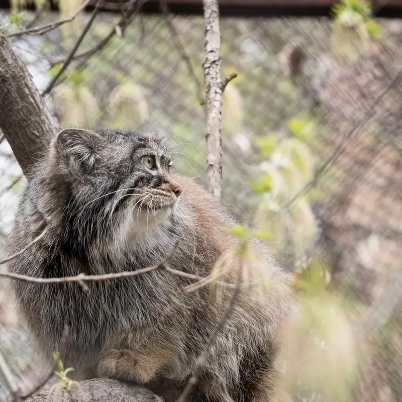 A photograph of Zosya in Novosibirsk Zoo