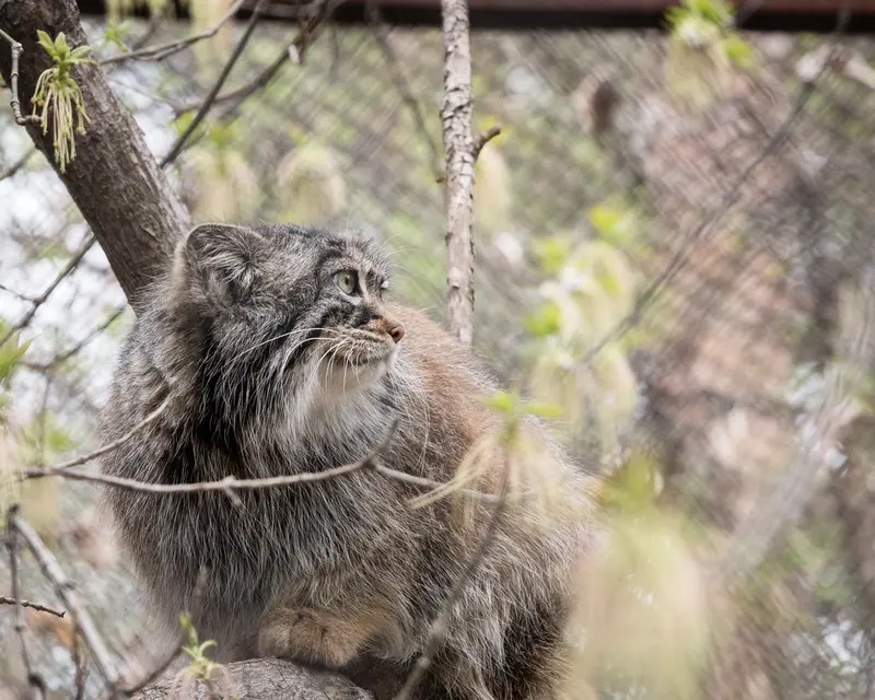 A photograph of Zosya in Novosibirsk Zoo