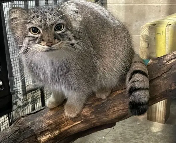 A photograph of a Pallas's cat