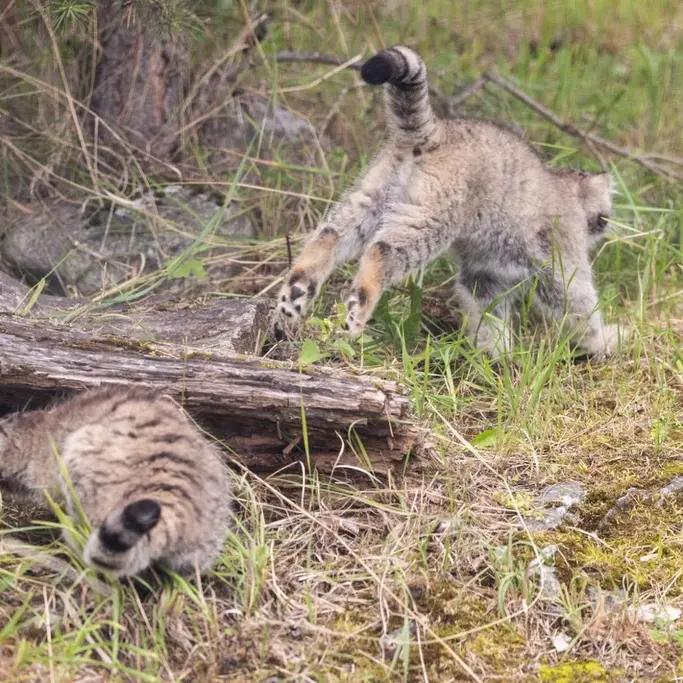 A photograph of a Pallas's cat