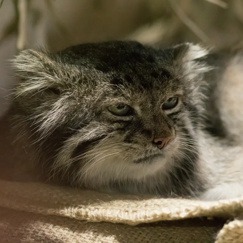 A photograph of Klyon in Ueno Zoological Gardens