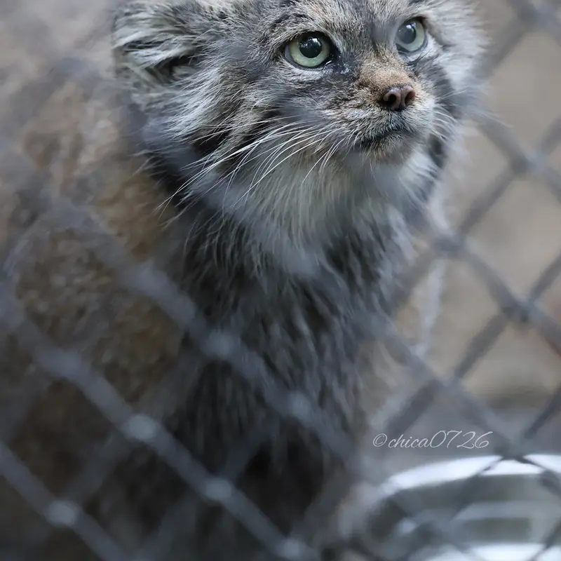 A photograph of Lastochka in Novosibirsk Zoo