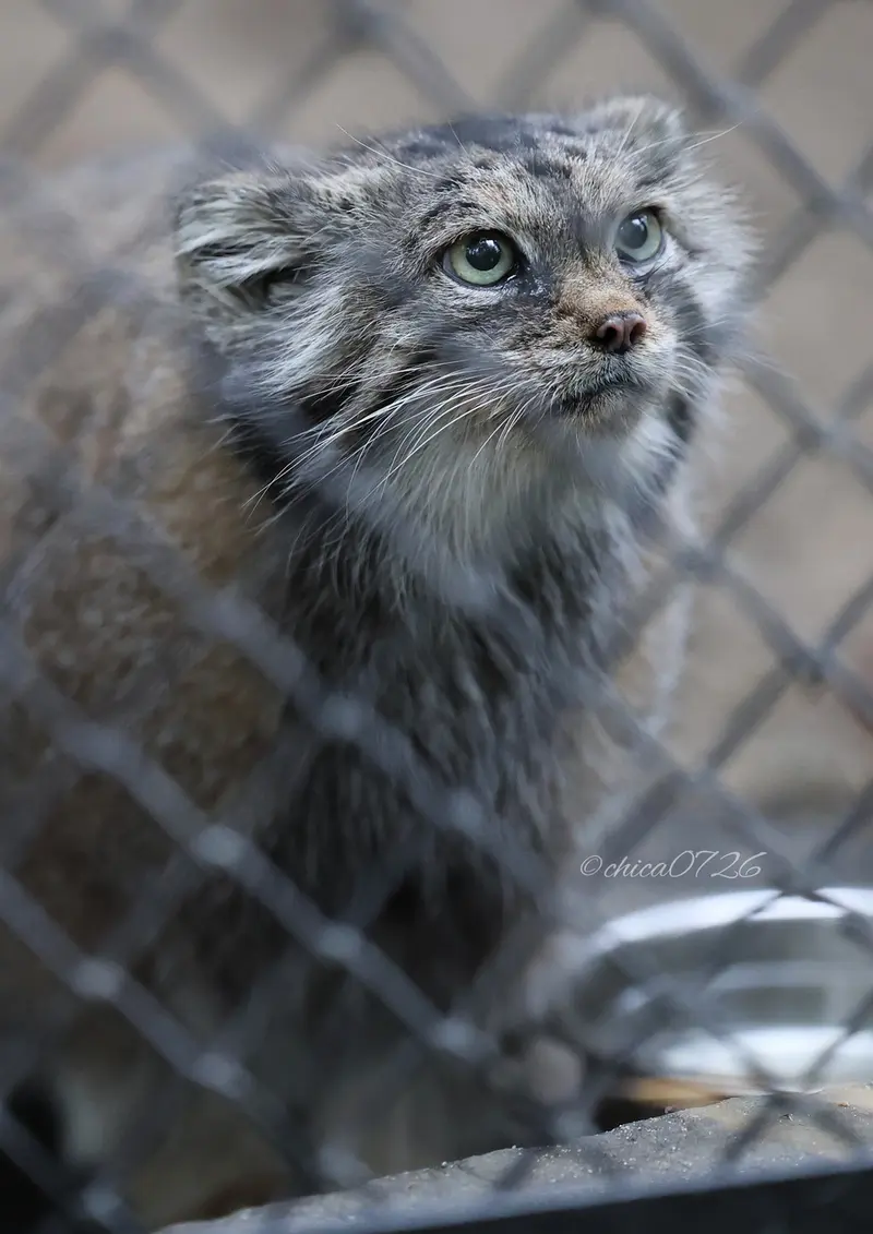 A photograph of Lastochka in Novosibirsk Zoo