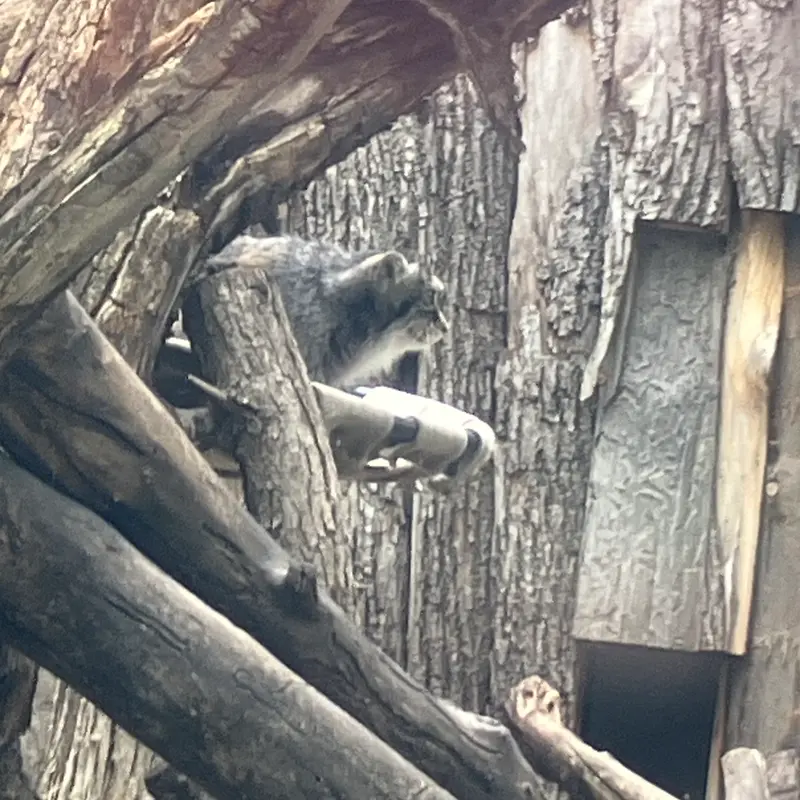 A photograph of a Pallas's cat in Red River Zoo