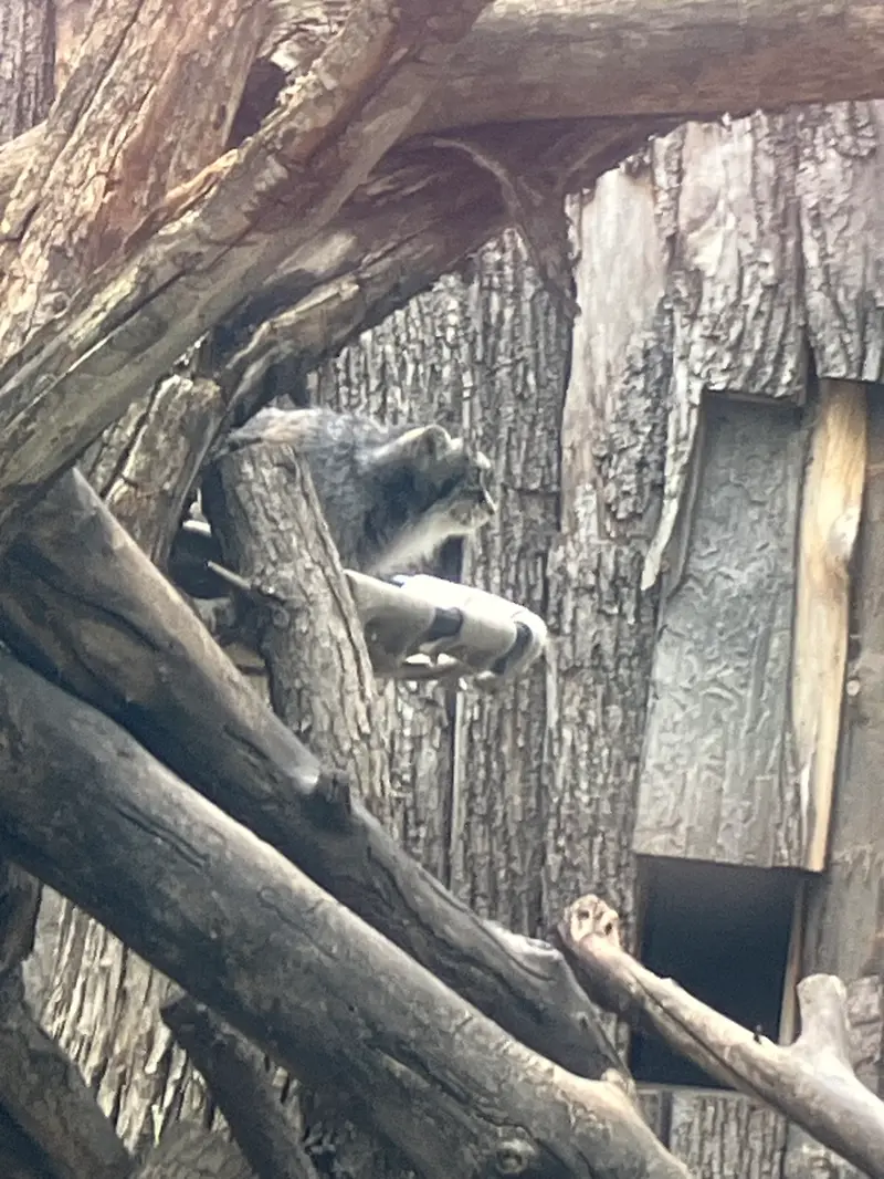 A photograph of a Pallas's cat in Red River Zoo