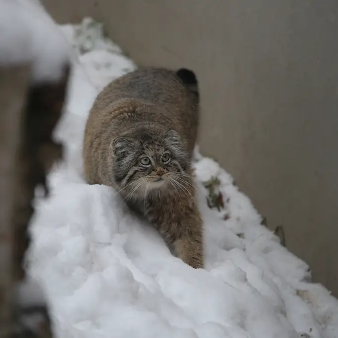 A photograph of Ula in Gdansk Zoo