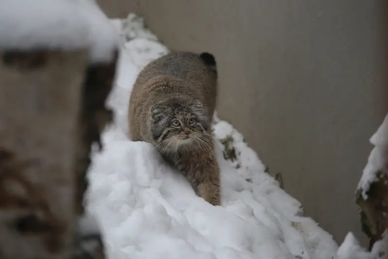 A photograph of Ula in Gdansk Zoo