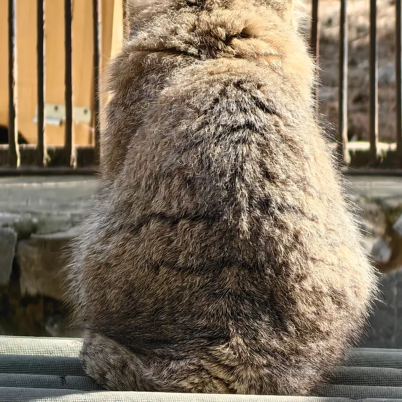 A photograph of Grey in Novosibirsk Zoo