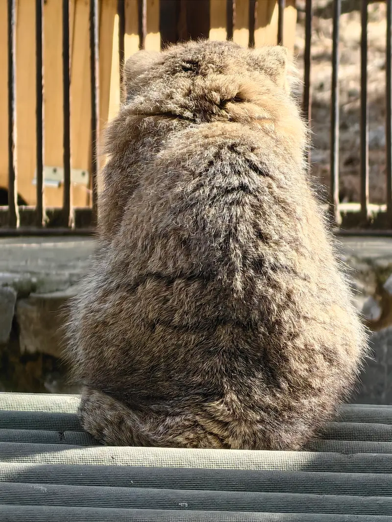 A photograph of Grey in Novosibirsk Zoo
