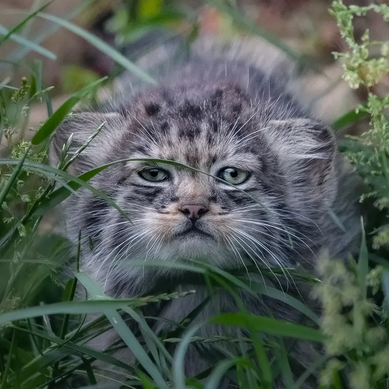 A photograph of a Pallas's cat in Port Lympne Wild Animal Park