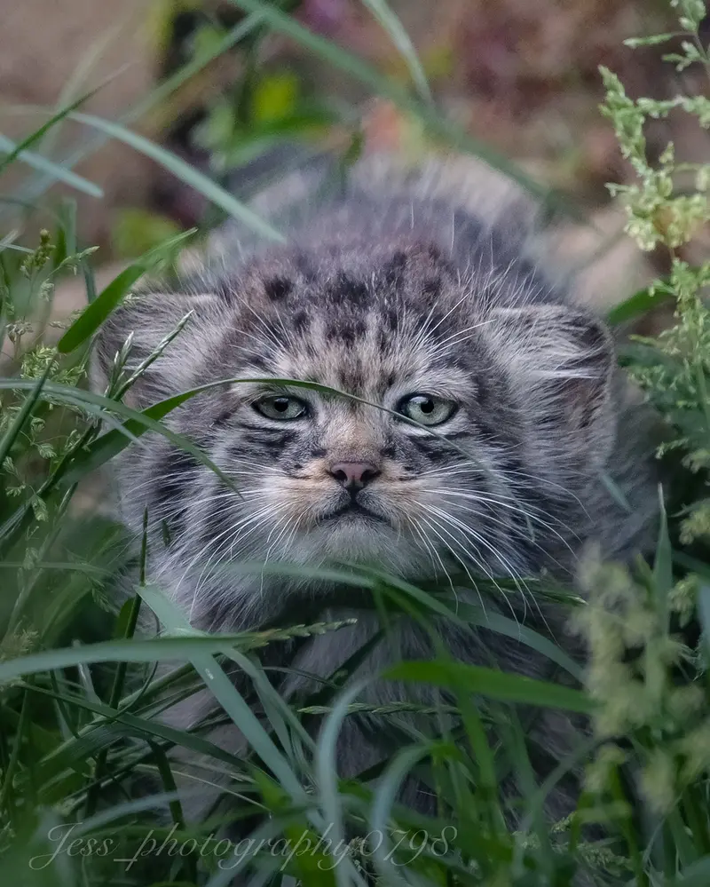 A photograph of a Pallas's cat in Port Lympne Wild Animal Park