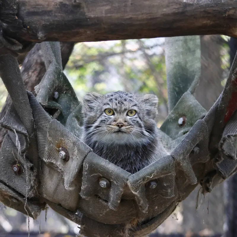 A photograph of Georgette in Novosibirsk Zoo