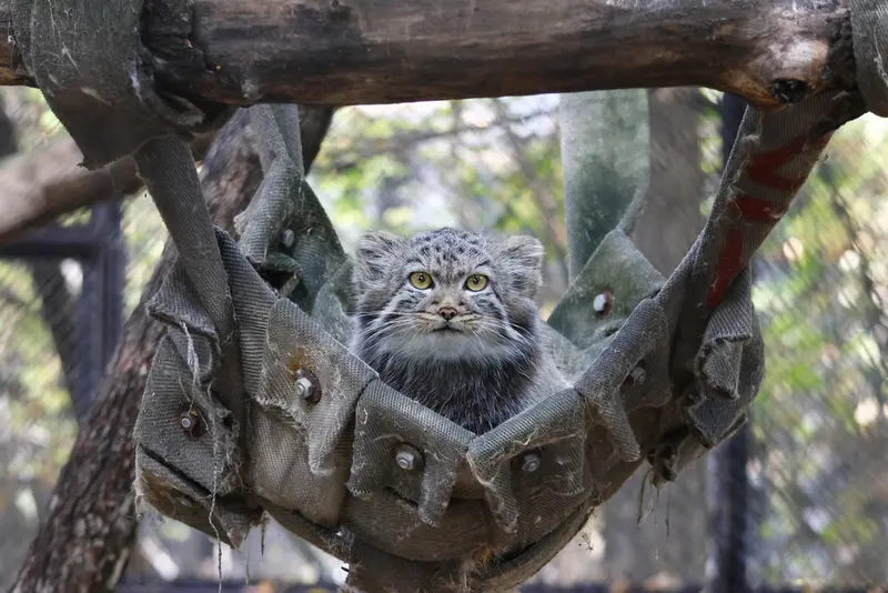 A photograph of a Pallas's cat in Novosibirsk Zoo