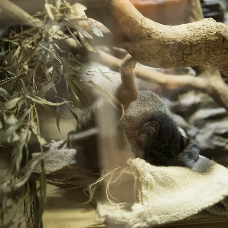 A photograph of Klyon in Ueno Zoological Gardens