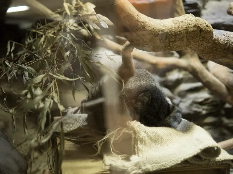 A photograph of Klyon in Ueno Zoological Gardens