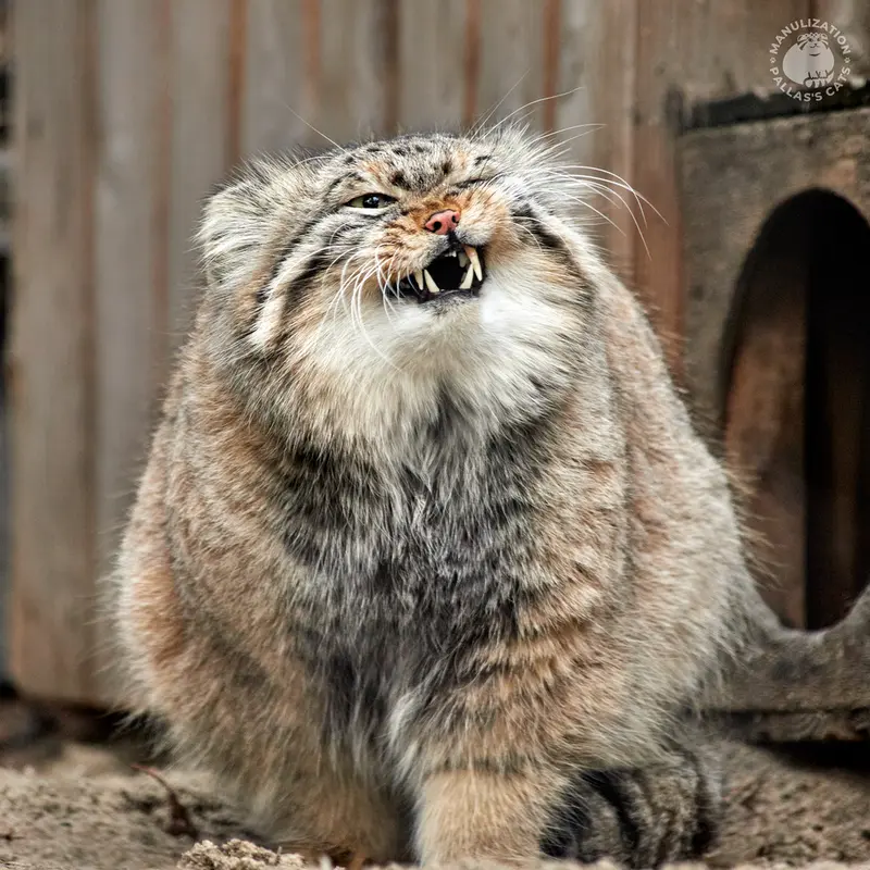 A photograph of Zelenogorsk in Novosibirsk Zoo