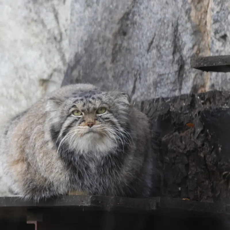 A photograph of Timofey in Moscow zoo