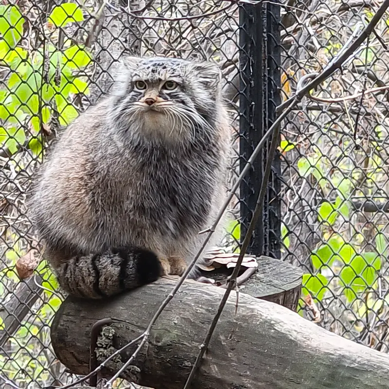 A photograph of Zosya in Novosibirsk Zoo