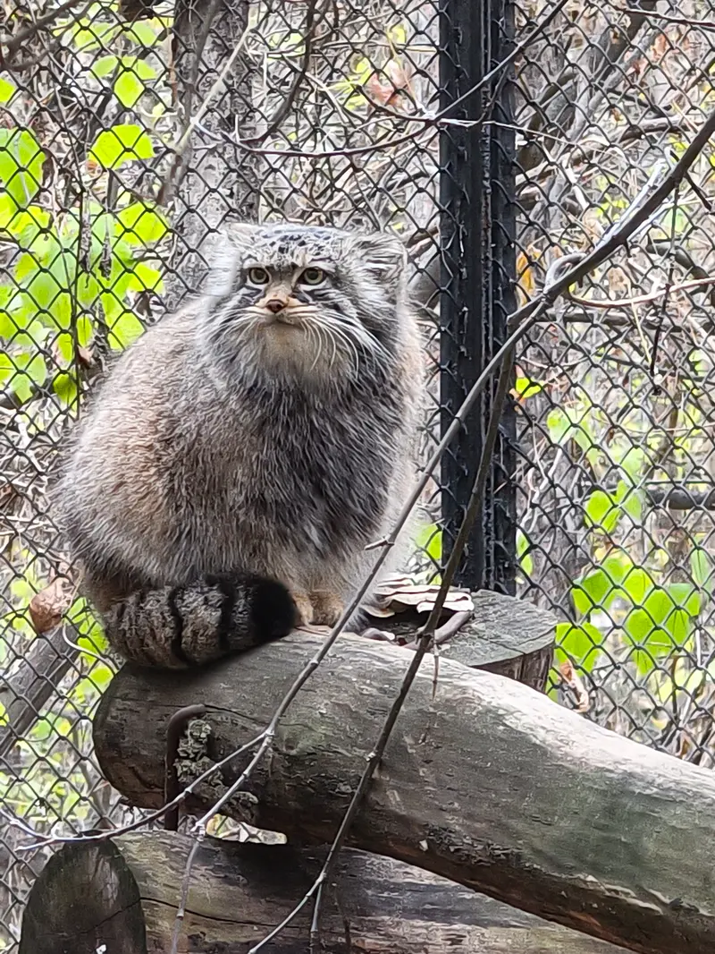 A photograph of Zosya in Novosibirsk Zoo