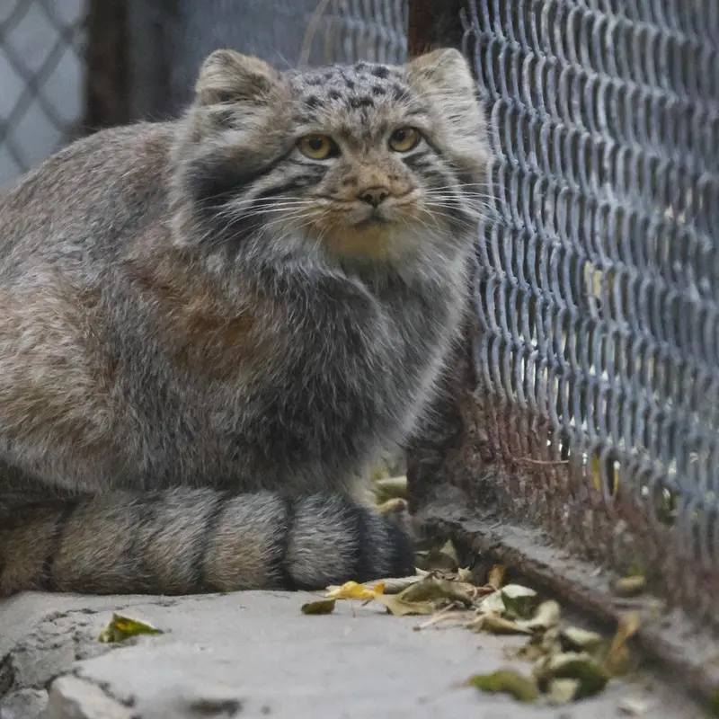 A photograph of a Pallas's cat