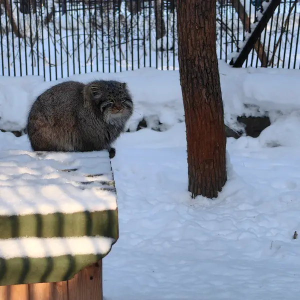 A photograph of Son of Lolo 2024 Ⅲ in Novosibirsk Zoo